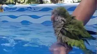 Loro Ba&ntilde;andose en una Pileta // Parrot taking a bath in a pool