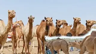 Camels line up in the market | Animals Of Thar
