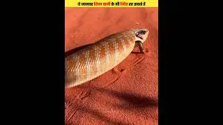 These animals can survive even without water #shorts #shortsvideo