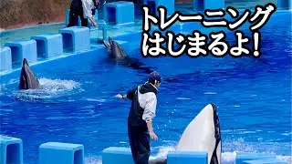 シャチのリンちゃんとイルカたち　トレーニングが始まりました【名古屋港水族館】Orca Lynn-chan Dolphin Nagoya Aquarium 