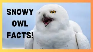 Snowy Owl Facts That Will Blow Your Mind! #snowyowl