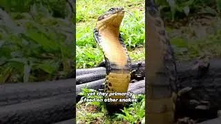 Unbelievable Facts About King Cobras You Never Knew! 🐍