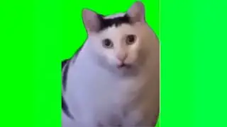Huh Cat and Goat Lick Meme Green Screen for Editing