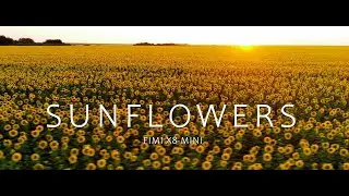 Sunflowers - Cinematic video by Fimi X8 Mini