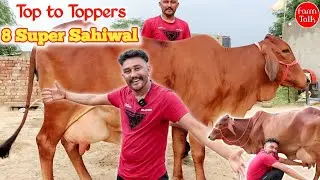 8 Top Quality Sahiwal Cow 👍 Best Deal Fair Price Cow 👍 All India Delivery Facility ✅ Cow Farm Talk