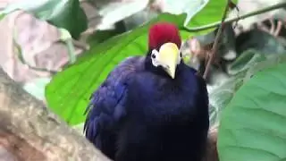 Beauval serre tropicale