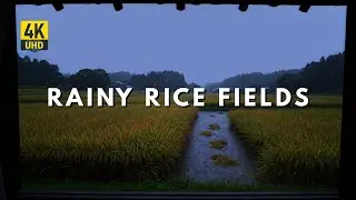 LIVE 🌧️ Gentle Rain Over Rice Fields | Peaceful Countryside Ambience for Sleep & Relaxation