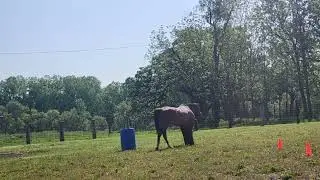 Hartwig Farms- May 18th Show- Katherine Basham Presenting Loki In Dublin Down-Trail In Hand WT