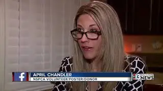 New information discovered from NSPCA investigation