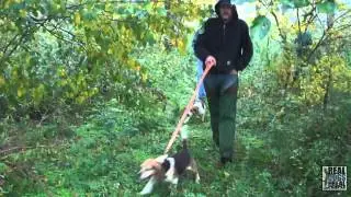 2012 UKC Hunting Beagle World Championship |