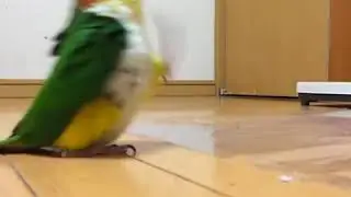When you're mad but still want attention - Green-thighed parrot