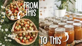 A DAY OF CANNING APPLES / Making Apple Juice, Apple Crisp and Applesauce!