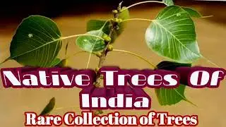 Trees Of India | Native Trees Of India | Rare Collection of Trees |