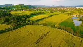 Rapeseed fields in Poland