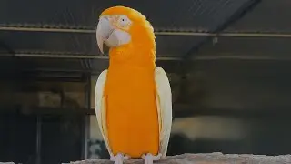 Rare Beauty Lutino Macaw &ndash; The Golden Jewel of Parrot Lovers! 💛 Exotic Bird Beauty