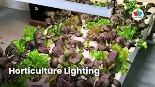 LED Grow Lighting for Horticulture Education