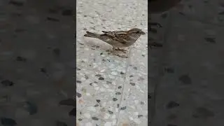 Sparrow Voice