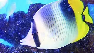 スダレチョウチョウウオ　Pacific double-saddle butterflyfish　Chaetodon ulietensis
