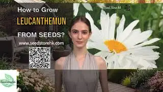 how to grow Leucanthemun from seeds ? where buy seed in hong kong #vegetableseeds #flowerseeds