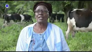 Women in Dairy Farming in Zambia