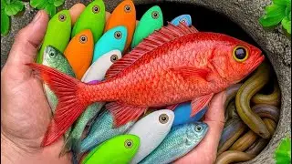 Поймайте красивых аквариумных рыбок в маленьком пруду: рыбок-карандашей, золотых рыбок, гуппи, бо...