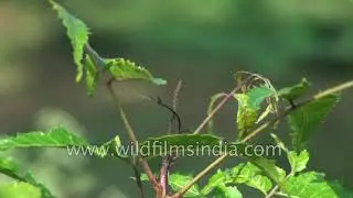 Explore benefits and uses of Neem | Trees of India