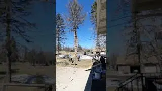 TJ Craig Cuts Tree March 13, 2021