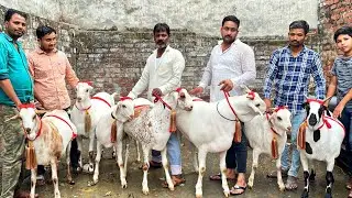 Most beautiful heavy barbari goats in Lucknow| Qurabani goats of Sufiyan Bhai 2023 | Lucknow UP