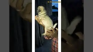 Pug Puppies for Sale in Trichy l Dog Sales l All dogs Sales 🐕 l Transportation Available