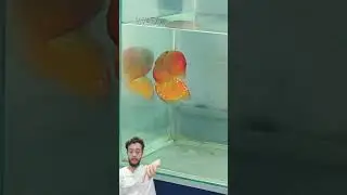 Diferen&ccedil;as entre discos machos e f&ecirc;meas. #acaradisco #peixe #aquariojumbo #fish #aquariomarinho