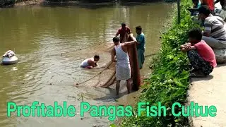 Pangasius Fish Farming Process||profitable Pangas fish culture technique
