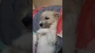 THIS PET IS SITTING LIKE A HUMAN #sittingdog #lunaourpet #youtubeshortvideos #shorts