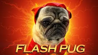 FLASH Pug Movie! 🦸 A CUTE Pug Dog SUPERHERO!