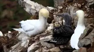 Troup Head Gannets