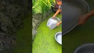 Village life never gets old&hellip; fishing like this hits different 😍🎣 #ViralFishing #AmazingCatch