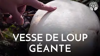 La vesse de loup GEANTE