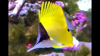 フエヤッコダイ　Yellow longnose butterflyfish、Forceps fish　Forcipiger flavissimus