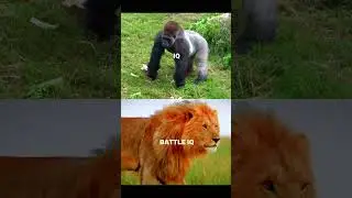 #gorilla #lion #vs #debate #animal #trending #edit