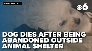 Dog dies after being abandoned outside animal shelter