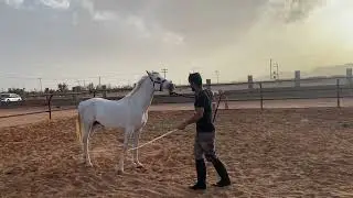 2# طريقة اللنشات الصحيحة بلغة الجسد مع الحصان فداع