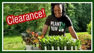 CLEARANCE PLANTS Haul | May 2021| Kreatyve Gardenista