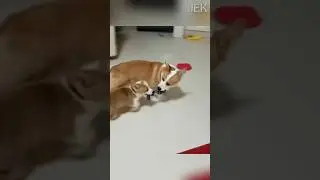 Corgi who likes to be angry #pets #animalrescue #rescue #corgi  #dog #animals #doglover #dogshorts