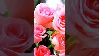 Dekha ek khwaab toh yeh silsile huye #song #all #bollywood #beautiful #urdu #hindi #entertainment
