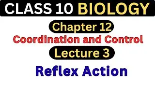 Reflex Action | Chapter 12 &ndash; Lecture 3 | Class 10 Biology