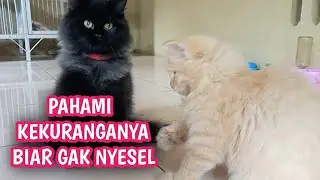 RIVIEW KUCING PERSIA(LONG HAIR) BULU PANJANG