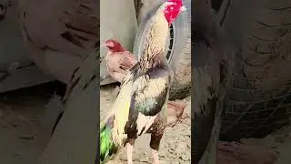 #asimazhar #atifaslam #cronavirousinpakistan #foryou #igpk #instapakistan #viralvideo