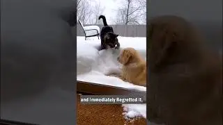 Cat Rescues Puppy From Snow&hellip; Then Slaps Him Twice