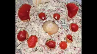 Czarka austriacka (Sarcoscypha austriaca) czarkobranie grzybobranie i sałatka z czarki