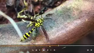 Provisioning behaviour in potter wasp is an amazing phenomenon guys