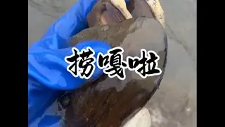 今天在捞点嘎啦，吃不完冻上，主打一个年年有余。